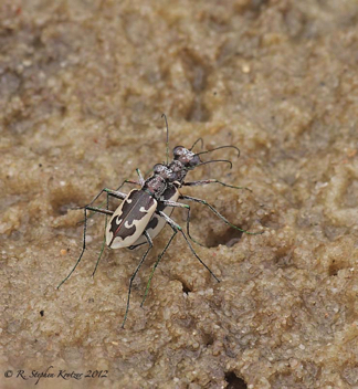 Ellipsoptera wapleri